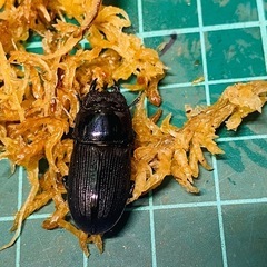 （お取引中）
①ムシモンオオクワガタ   新成虫ペアの販売の画像