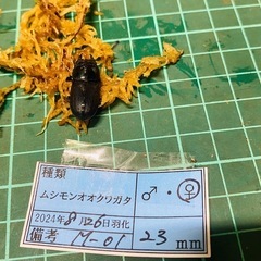 （お取引中）
①ムシモンオオクワガタ   新成虫ペアの販売の画像
