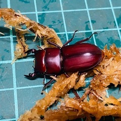 （お取引中）
①ムシモンオオクワガタ   新成虫ペアの販売の画像