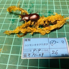 （お取引中）
①ムシモンオオクワガタ   新成虫ペアの販売
