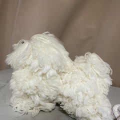 練習モデル犬