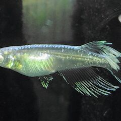 めだか　マリアージュロングフィンメダカ　値下げの画像