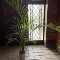 アレカヤシの種の画像