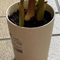 アレカヤシの種の画像