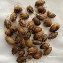 アレカヤシの種の画像