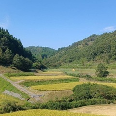 大分産頑固おやじの美味しいお米5キロ
の画像