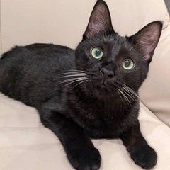 甘えっ子構ってちゃんの黒猫さんです♪