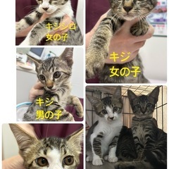 キジシロandキジのかわいいきょうだい(=^ェ^=)