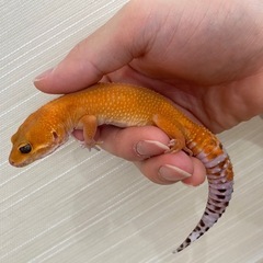 ヒョウモントカゲモドキ　ハイクオリティタンジェリン