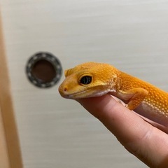 ヒョウモントカゲモドキ　ブラッドタンジェリン