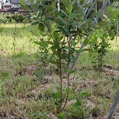 フェイジョアの苗木 | 実生 | 100cm以上 |  掘り取り...