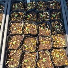 【※11月始め頃まで取引予定です。】野菜の苗 (ﾊﾞｼﾞﾙ、白菜...