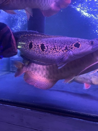 フラワートーマン2匹セット