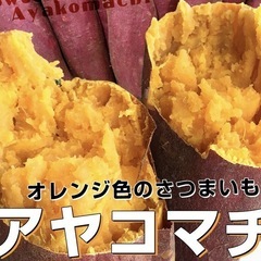 鳥取県　さつまいも　12キロ前後　新鮮　甘くて美味しい　期間限定...