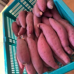 鳥取県　さつまいも　12キロ前後　新鮮　甘くて美味しい　期間限定品　お米の代わりにどうぞ！の画像