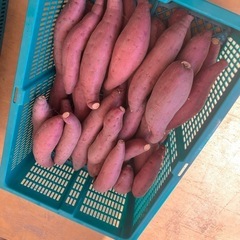 鳥取県　さつまいも　12キロ前後　新鮮　甘くて美味しい　期間限定品　お米の代わりにどうぞ！の画像