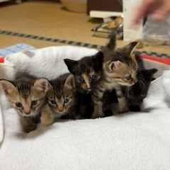 生後4週♡元気いっぱいスーパーキュート子猫たち♡