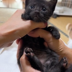 生後1ヶ月なりたて子猫♡スーパーキュート♡