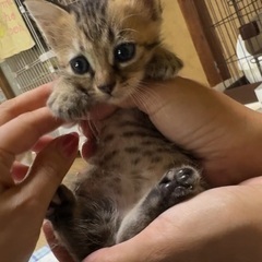 生後4週のヨチヨチ歩き可愛すぎる子猫たち♡