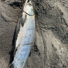 🎣初心者釣り仲間欲しい🥴海釣り😁川釣り🐟 - 友達