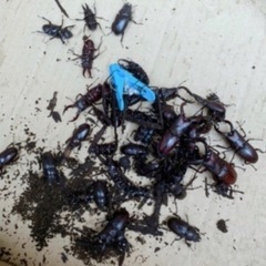 【最短本日渡し可能】ノコギリクワガタ・コクワガタ 成虫 オス メ...