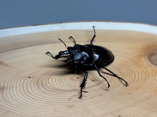 ③ヤエヤママルバネクワガタ　西表島古見