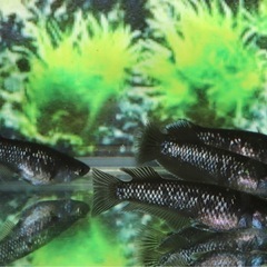 🐟ミッドナイトフリル漆黒🐟　  1匹