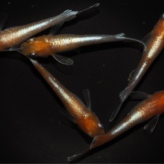 🐟レッドクリフ紅白🐟　  1匹