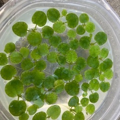 受渡し者決定【水草】アマゾンフロッグビット