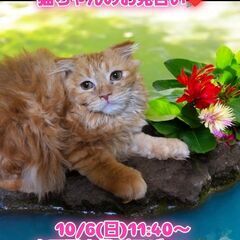 10/6(日)譲渡会。生後4ヶ月スコテッシュフォールド♂(⋈◍＞...