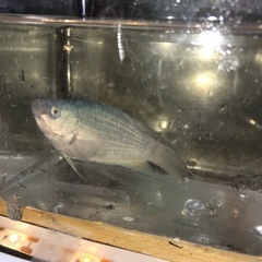 熱帯魚コルトドワーフグラミー（オス
）水色