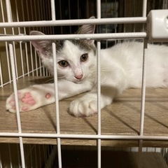 【相談中】推定三ヶ月　男の子の兄弟です🌈