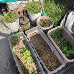 植木鉢の土の処分