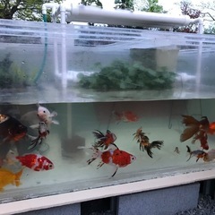 金魚等を譲り受けます - 助け合い