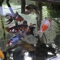 金魚等を譲り受けます - 横浜市