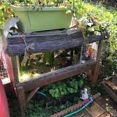 金魚等を譲り受けます - 手伝いたい/助けたい