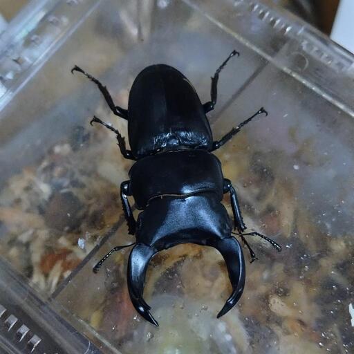 飼育品　中国オオクワガタ　ホペイ　オス単品