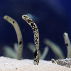 すみだ水族館  観察  散歩  写真 - 友達