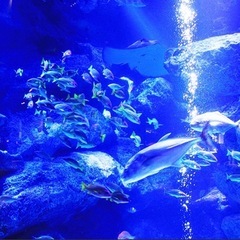 すみだ水族館  観察  散歩  写真