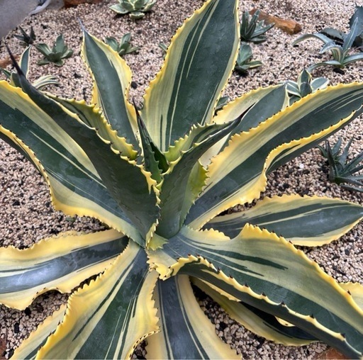 アガベ　リップルエフェクト