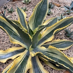 アガベ リップルエフェクト