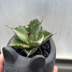 アガベ　ハデス