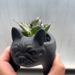 アガベ　ハデスの画像