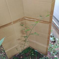 モミジイチゴ 70cm 抜き苗