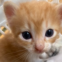 至急募集します。