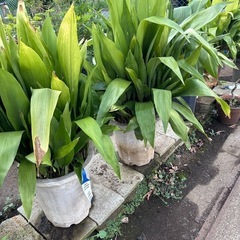 葉蘭など　