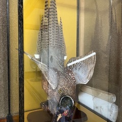 「キジ」の剥製ケース入