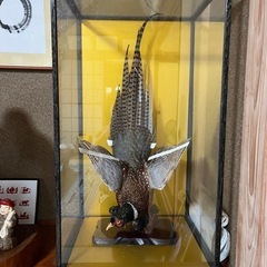 「キジ」の剥製ケース入の画像