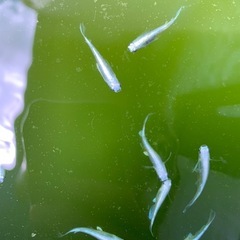 メダカ 鉄仮面 5匹セット ロングフィン　めだか　