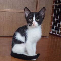 《ご相談中》7月15日生まれ 可愛い仔猫 里親募集！